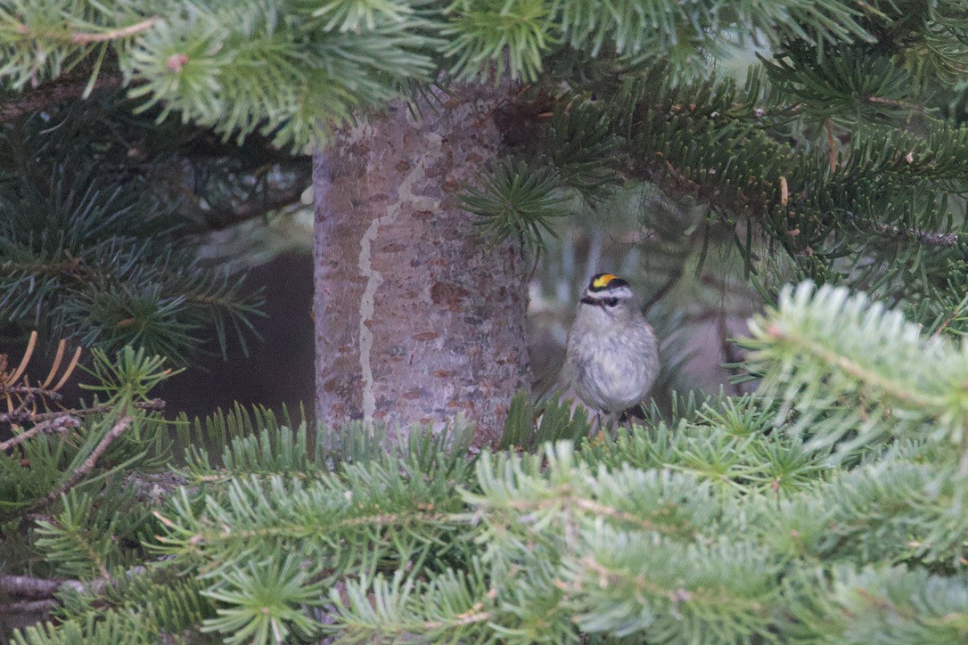 Golden-crowned Kinglet - Gordon Atkins