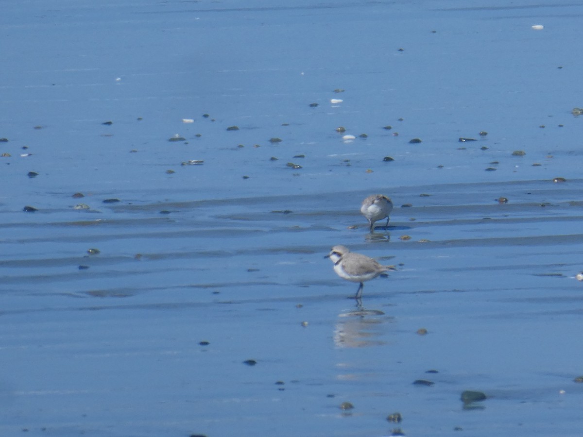 Snowy Plover - Ian Cruickshank