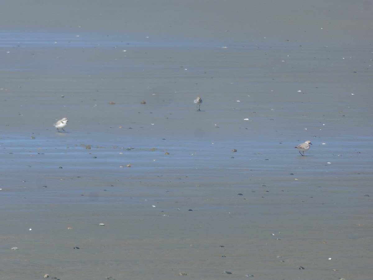 Snowy Plover - Ian Cruickshank