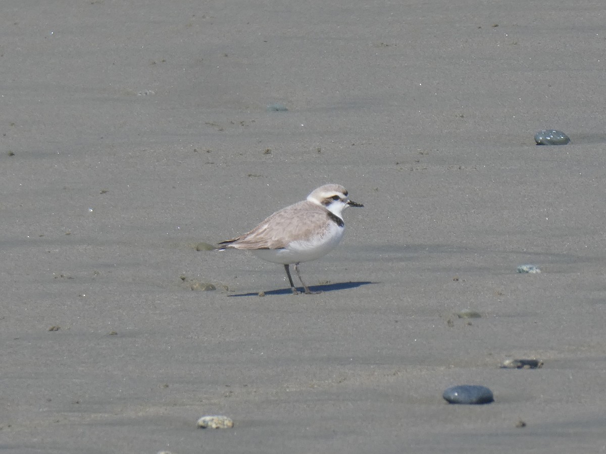 Snowy Plover - Ian Cruickshank