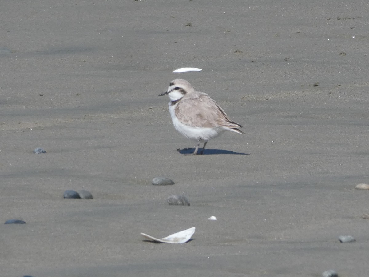 Snowy Plover - Ian Cruickshank