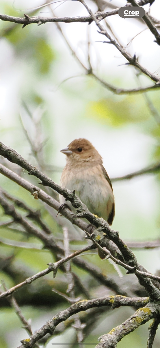 Indigo Bunting - Jonathan Ferguson