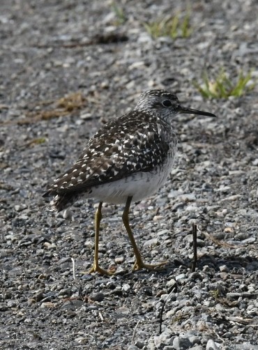 Wood Sandpiper - Sam Brayshaw