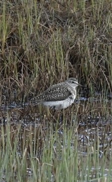 Wood Sandpiper - Sam Brayshaw