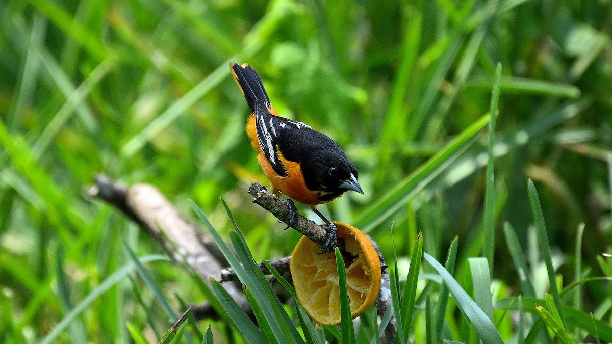 Baltimore Oriole - Steve Butterworth