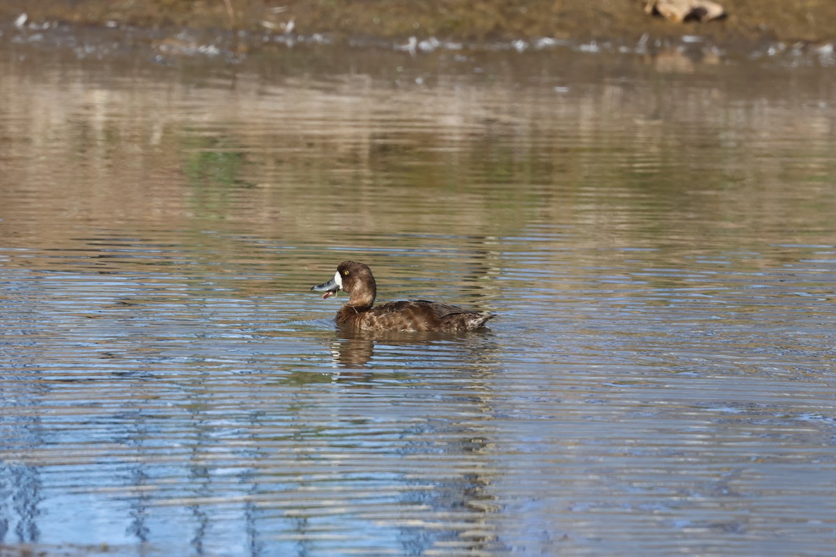 Greater Scaup - Brandon Stidum