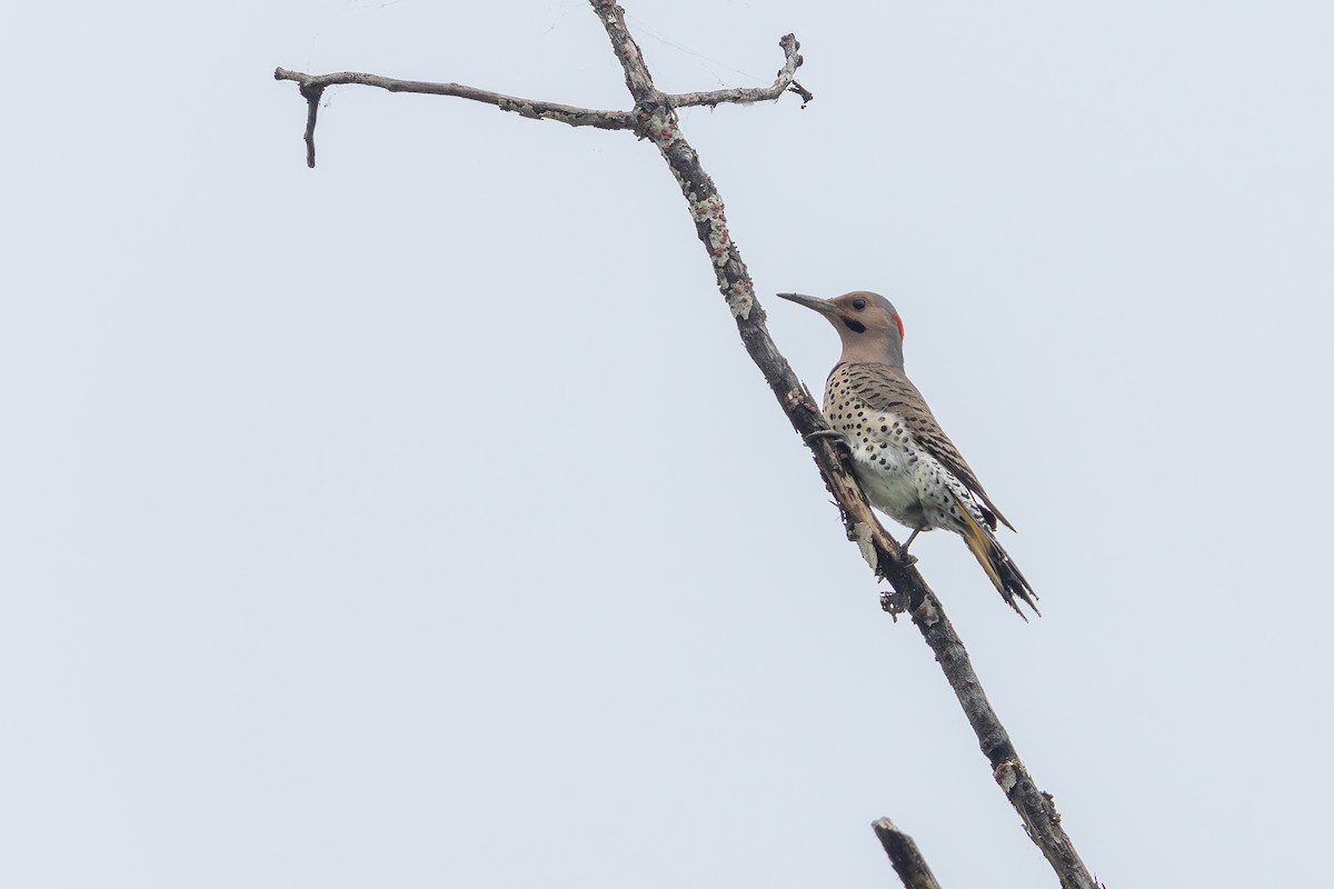 Northern Flicker - Brent Mitton