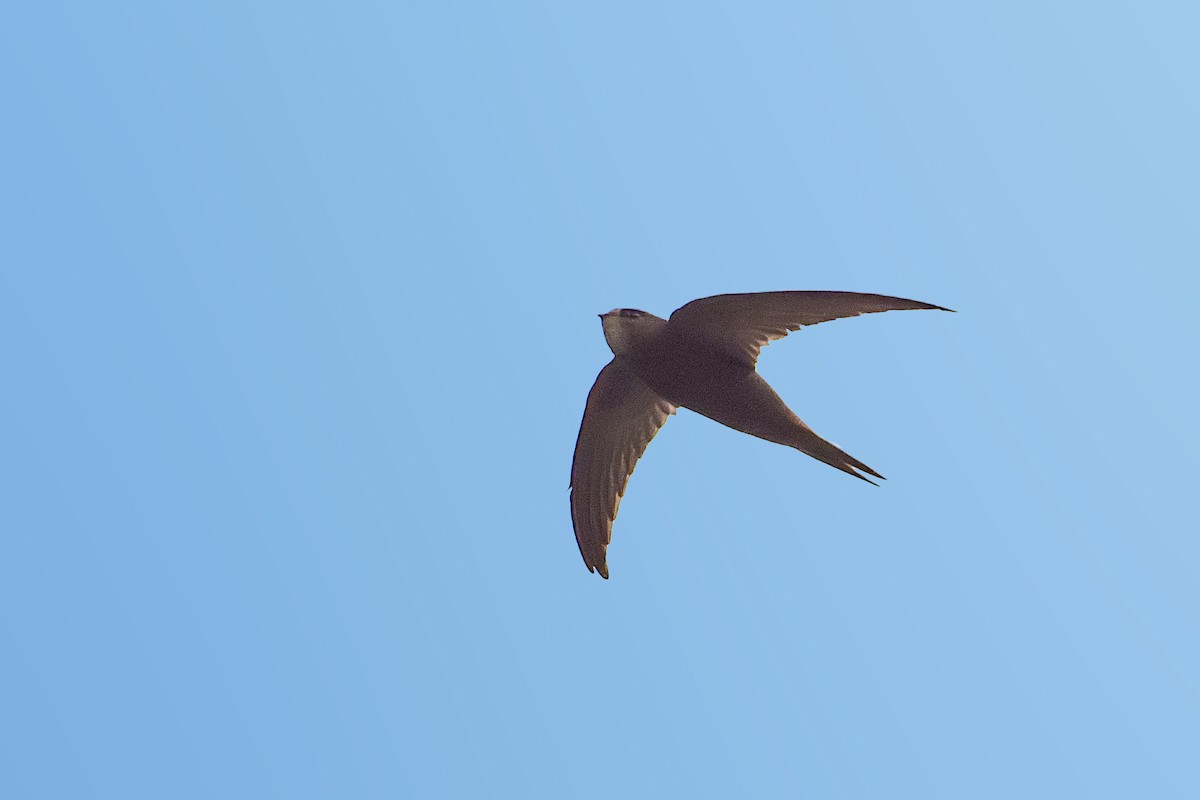 Common Swift - Vivek Saggar