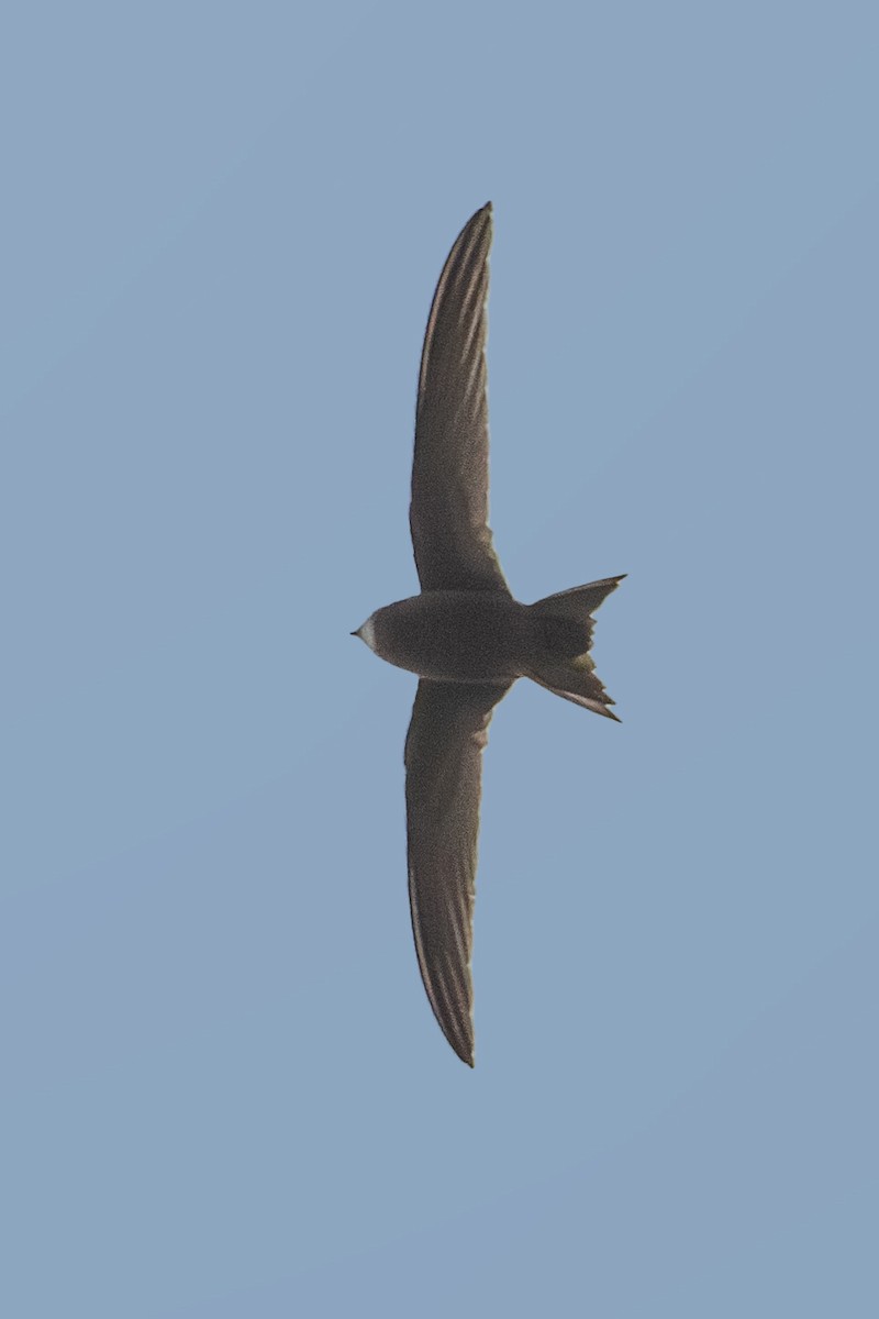 Common Swift - Vivek Saggar