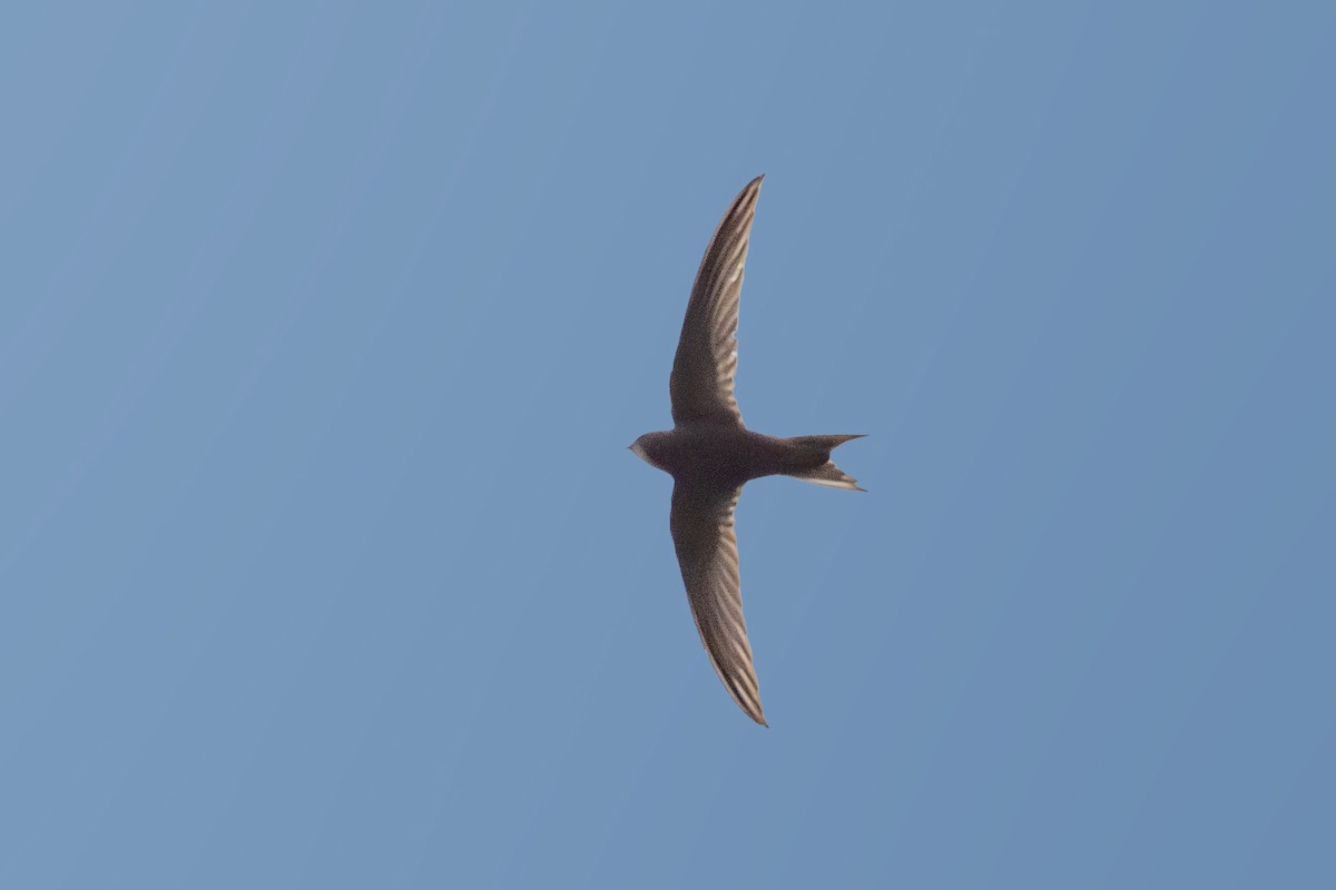 Common Swift - Vivek Saggar