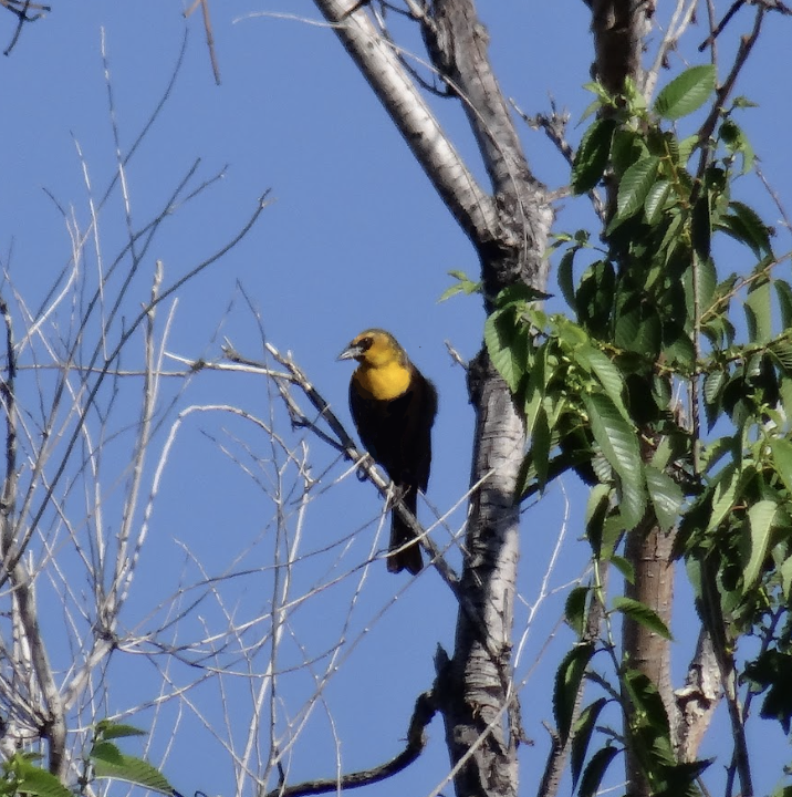 Yellow-headed Blackbird - Alexis Van Esch