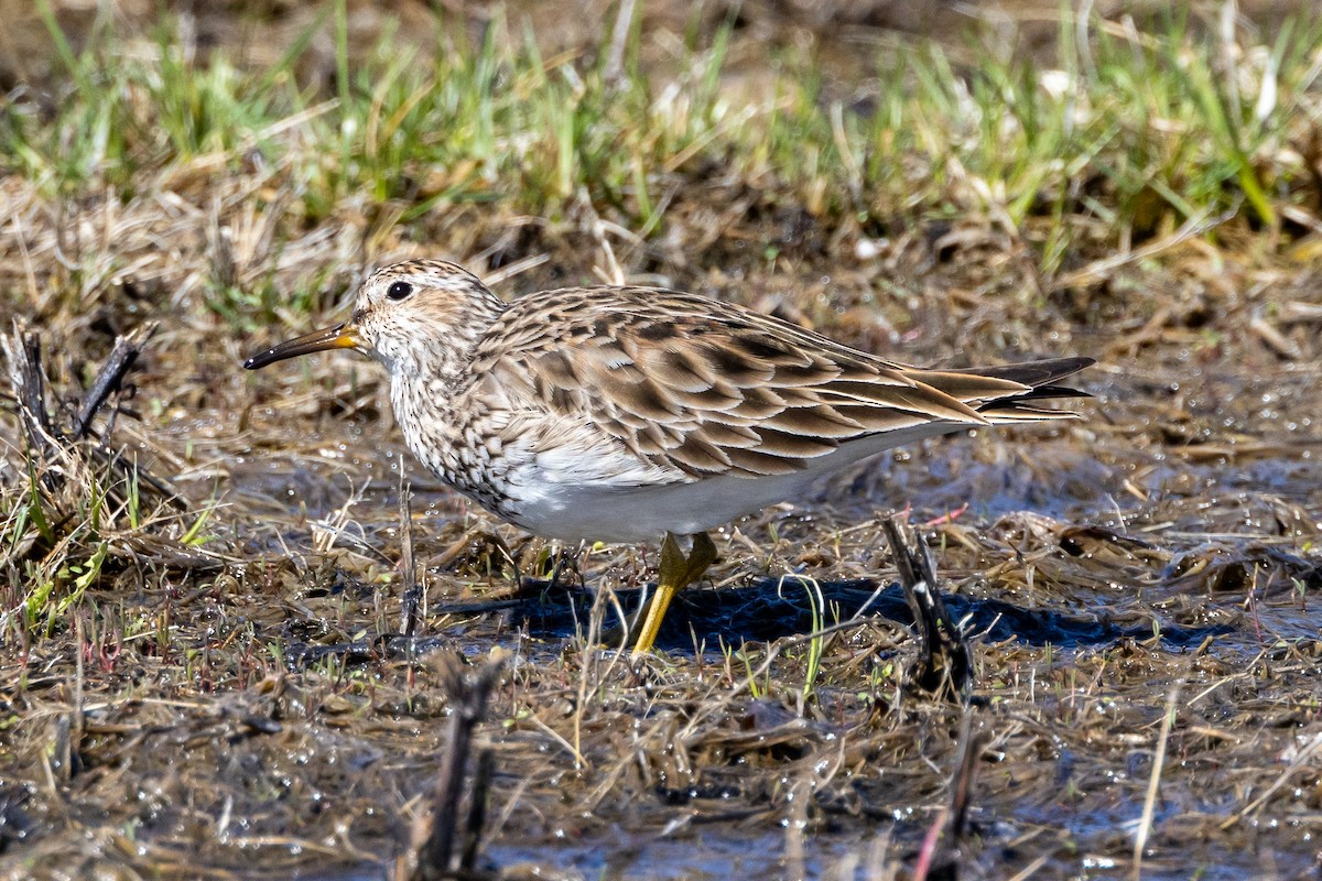 Pectoral Sandpiper - KIRK BELLER