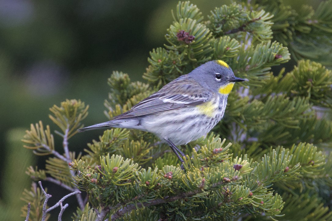 Yellow-rumped Warbler - Gordon Atkins