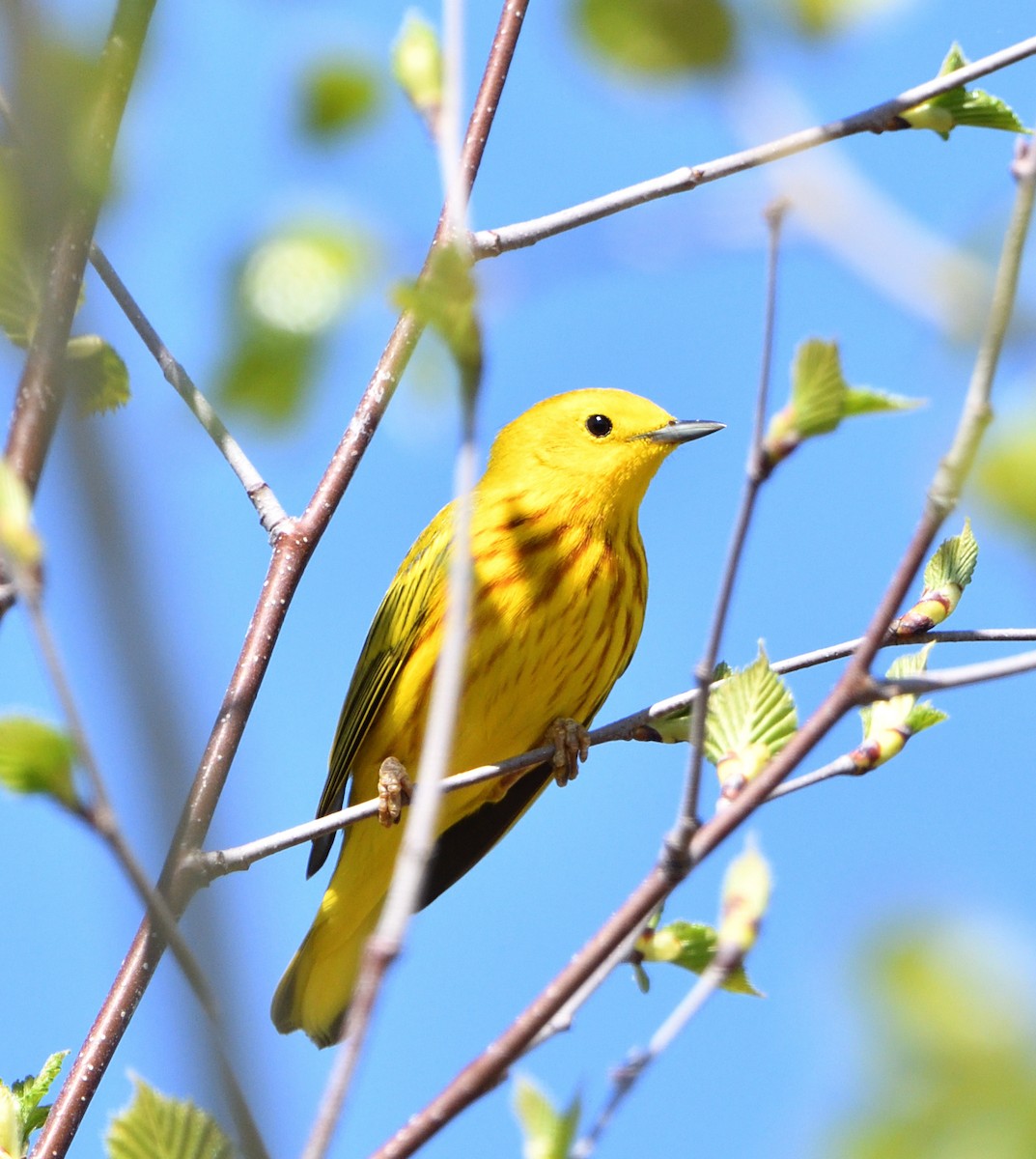Yellow Warbler - Sylvain Dallaire