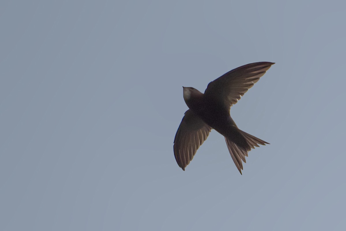 Common Swift - Vivek Saggar