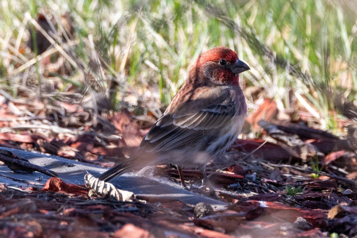 House Finch - KIRK BELLER