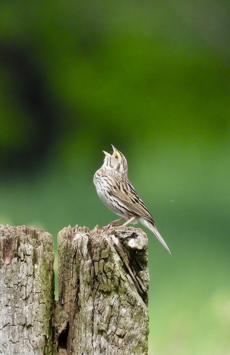 Savannah Sparrow - Kim Sanders