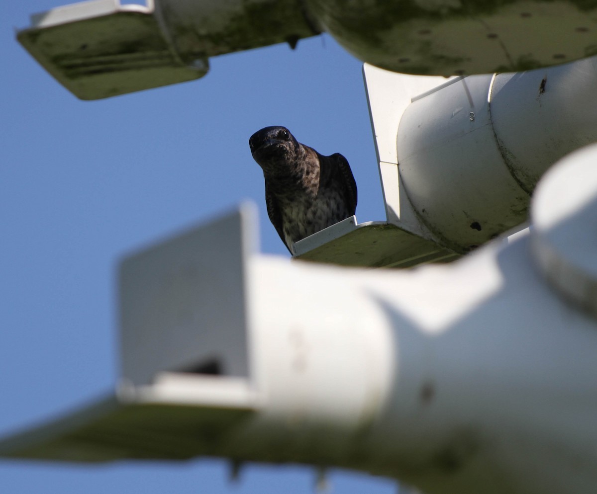 Purple Martin - Christian Scheibe