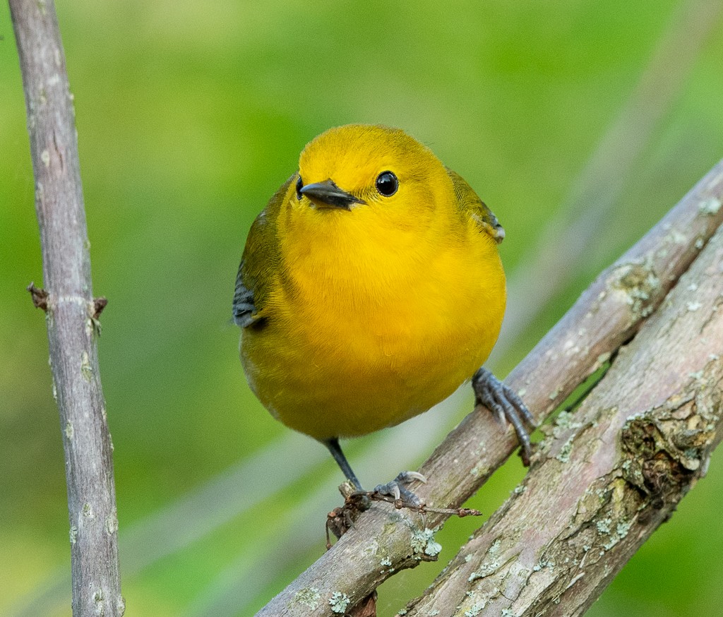 Prothonotary Warbler - Kevin Rutherford