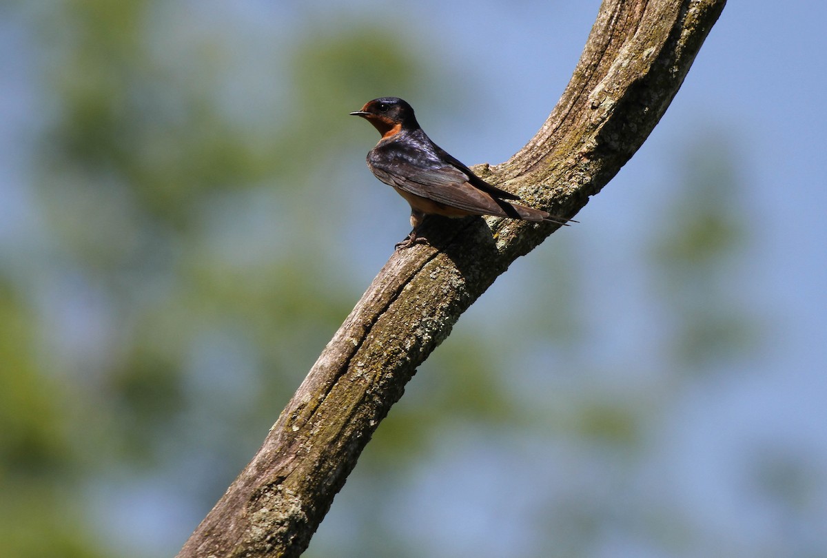 Barn Swallow - Christian Scheibe