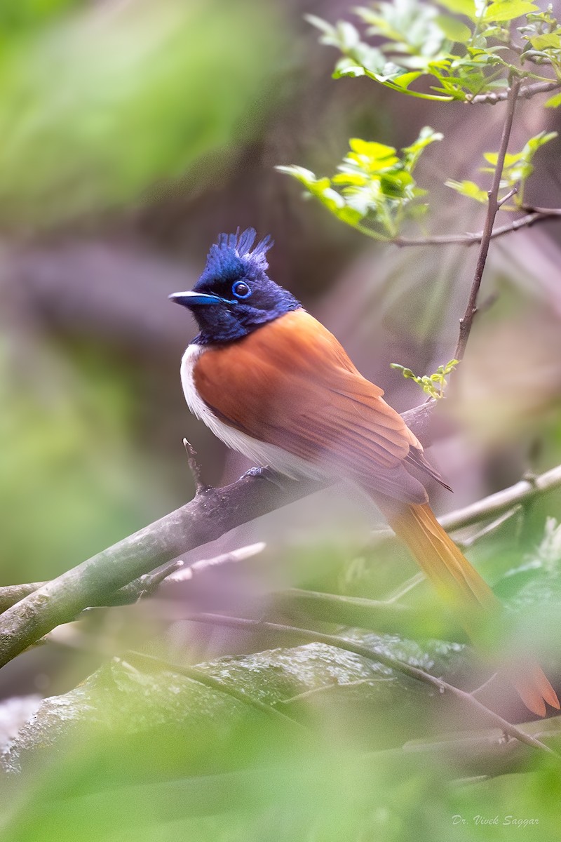 Indian Paradise-Flycatcher - ML619441628