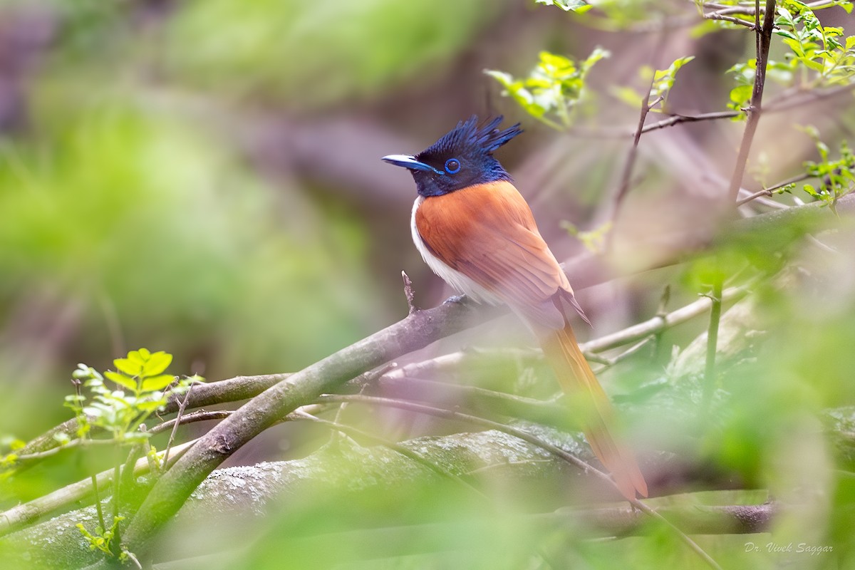 Indian Paradise-Flycatcher - ML619441629