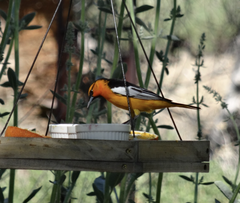 Bullock's Oriole - Alexis Van Esch