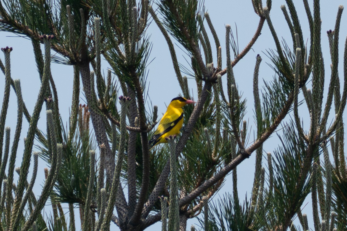 Black-naped Oriole - Fran Kim