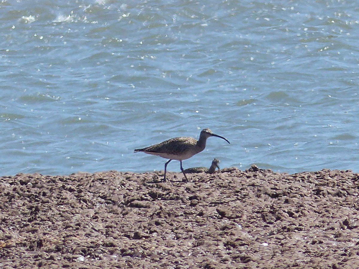 Eurasian Curlew - Jorge López Álvarez