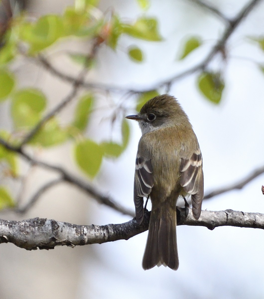 Least Flycatcher - Sylvain Dallaire