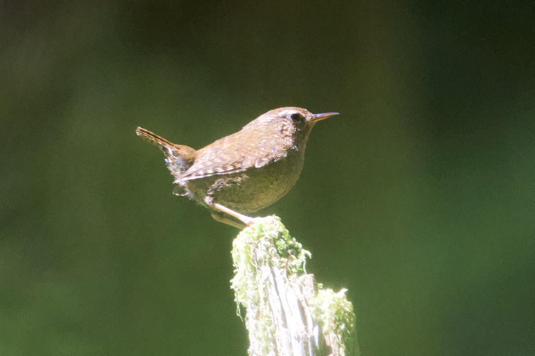 Pacific Wren - Gordon Atkins