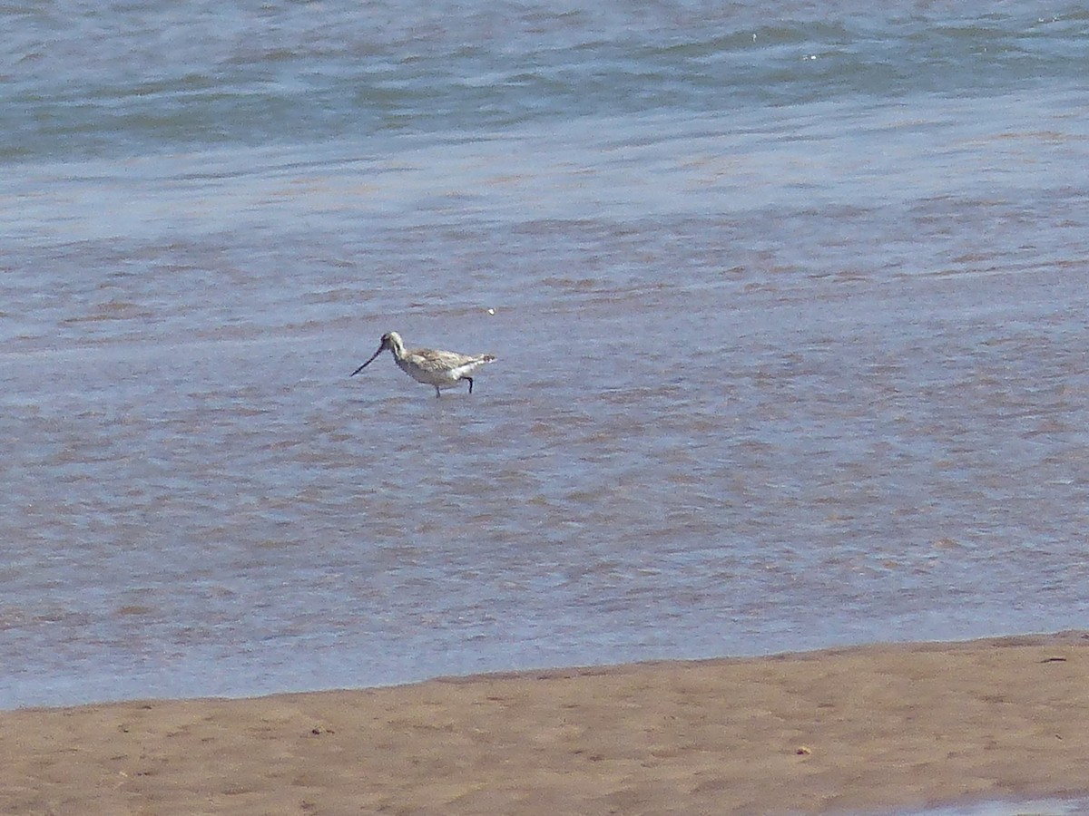 Bar-tailed Godwit - ML619441670