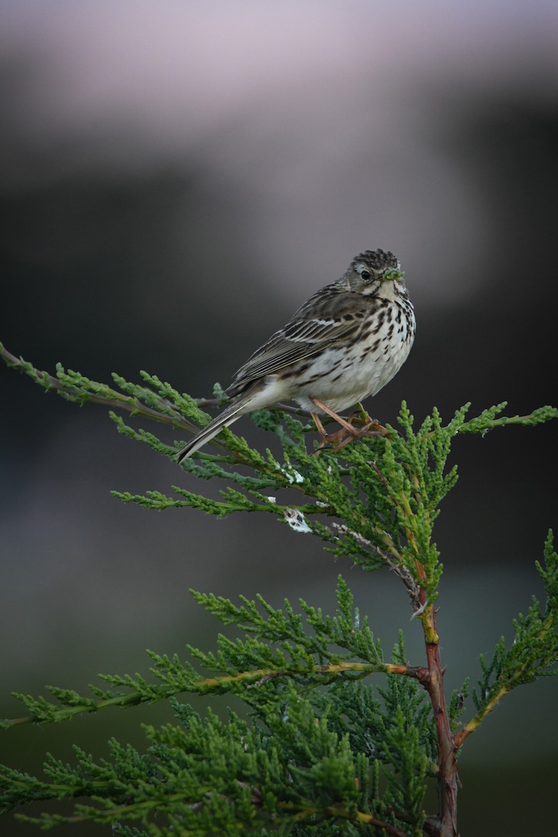 Meadow Pipit - Juliette Thomas