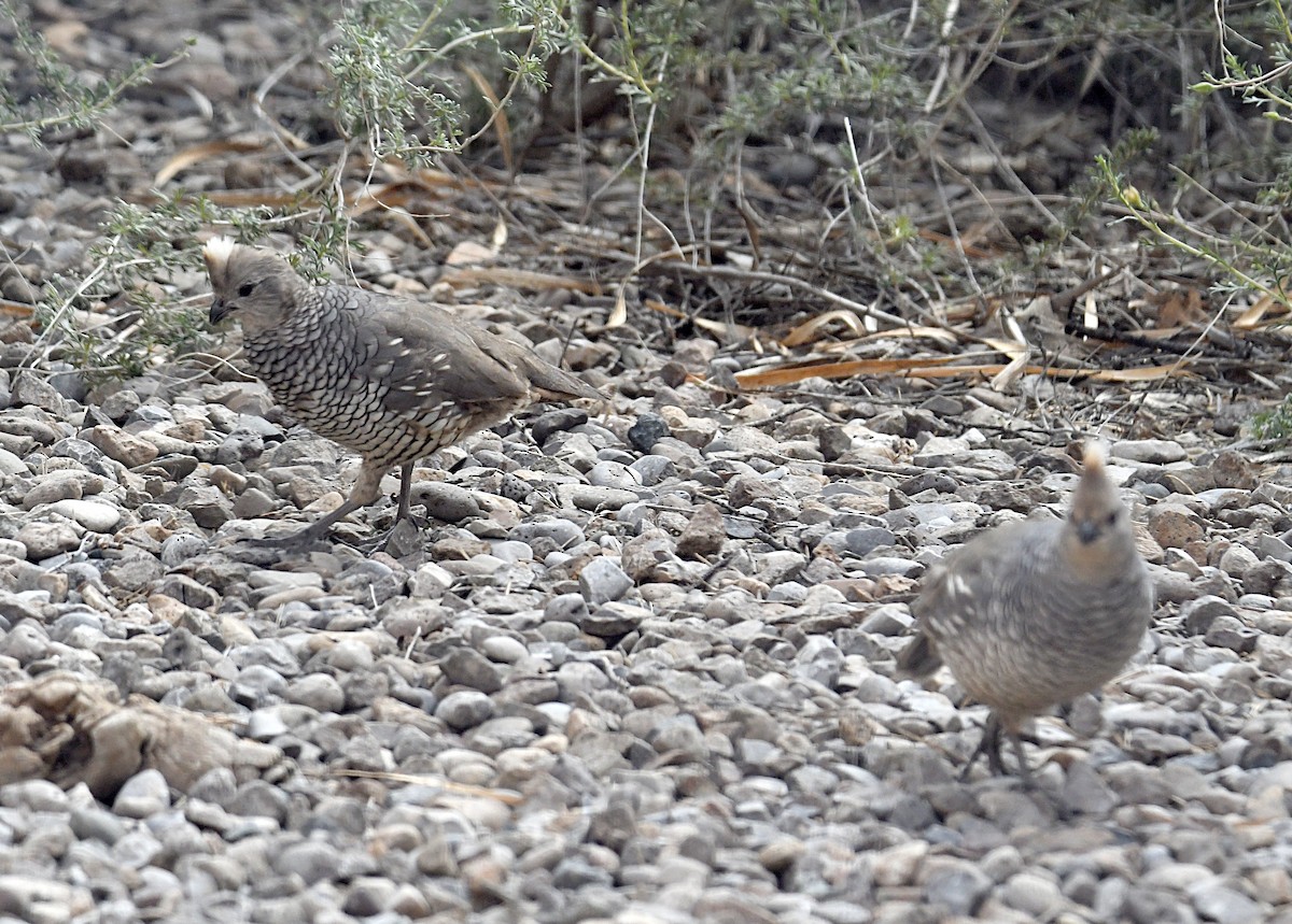 Scaled Quail - Glenn Wyatt