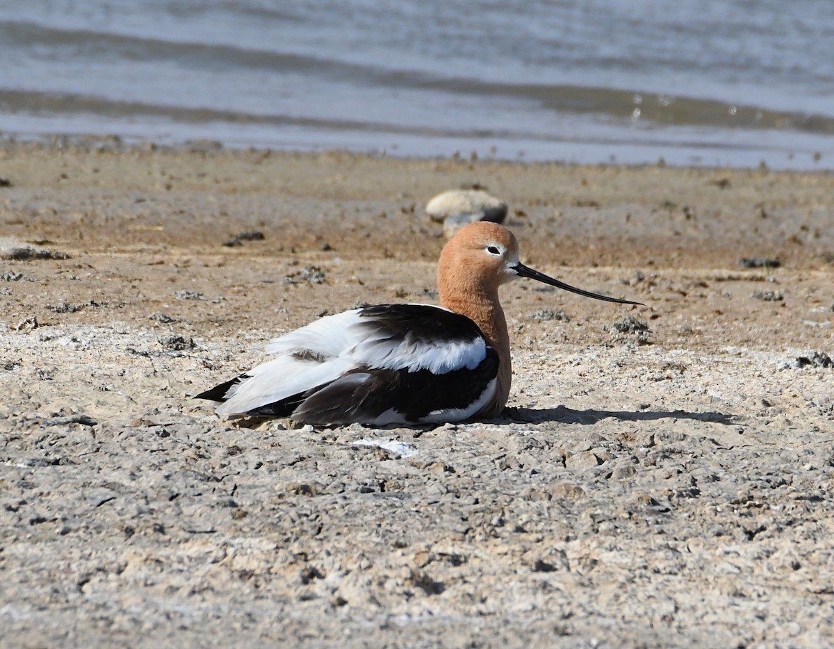 American Avocet - Glenn Wyatt