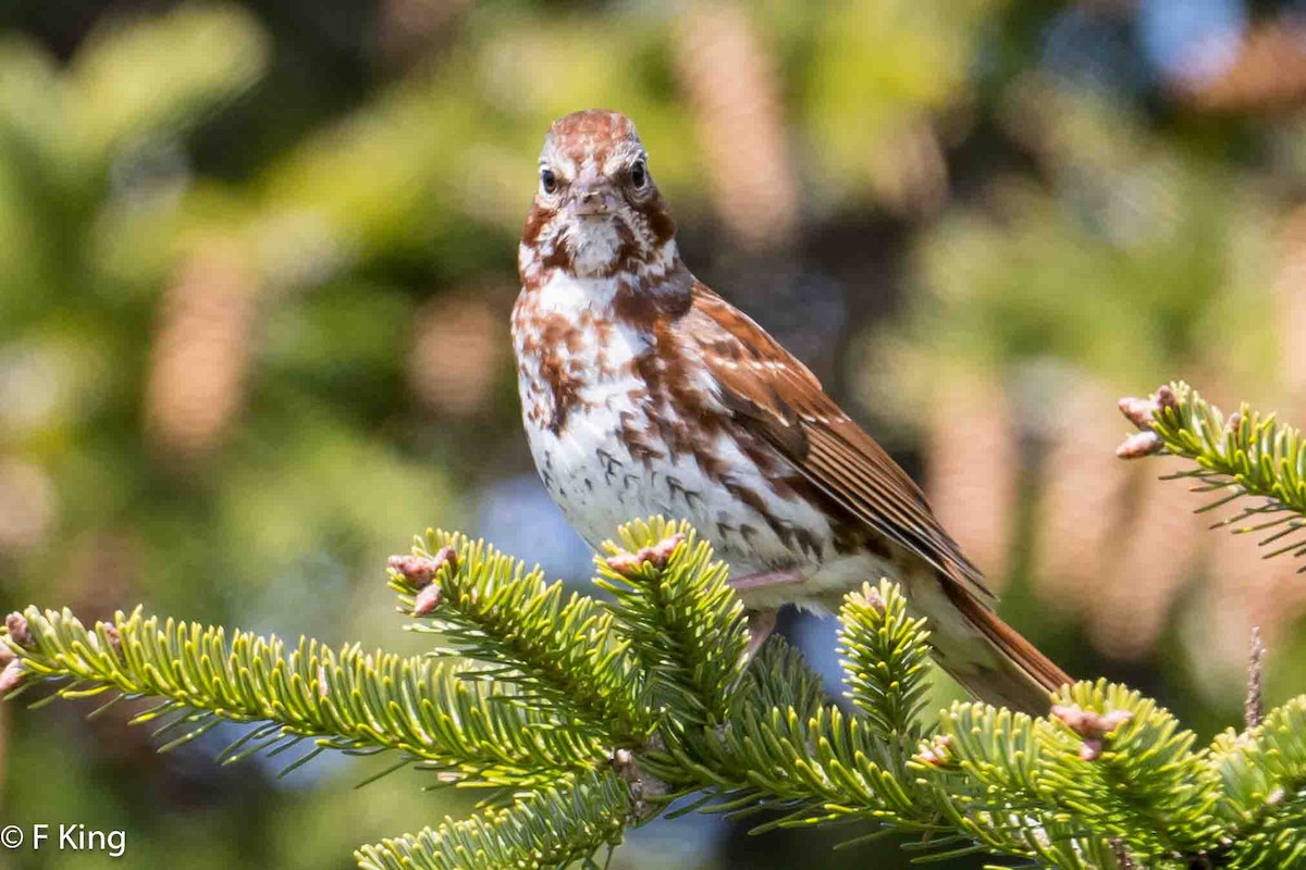 Fox Sparrow - Frank King