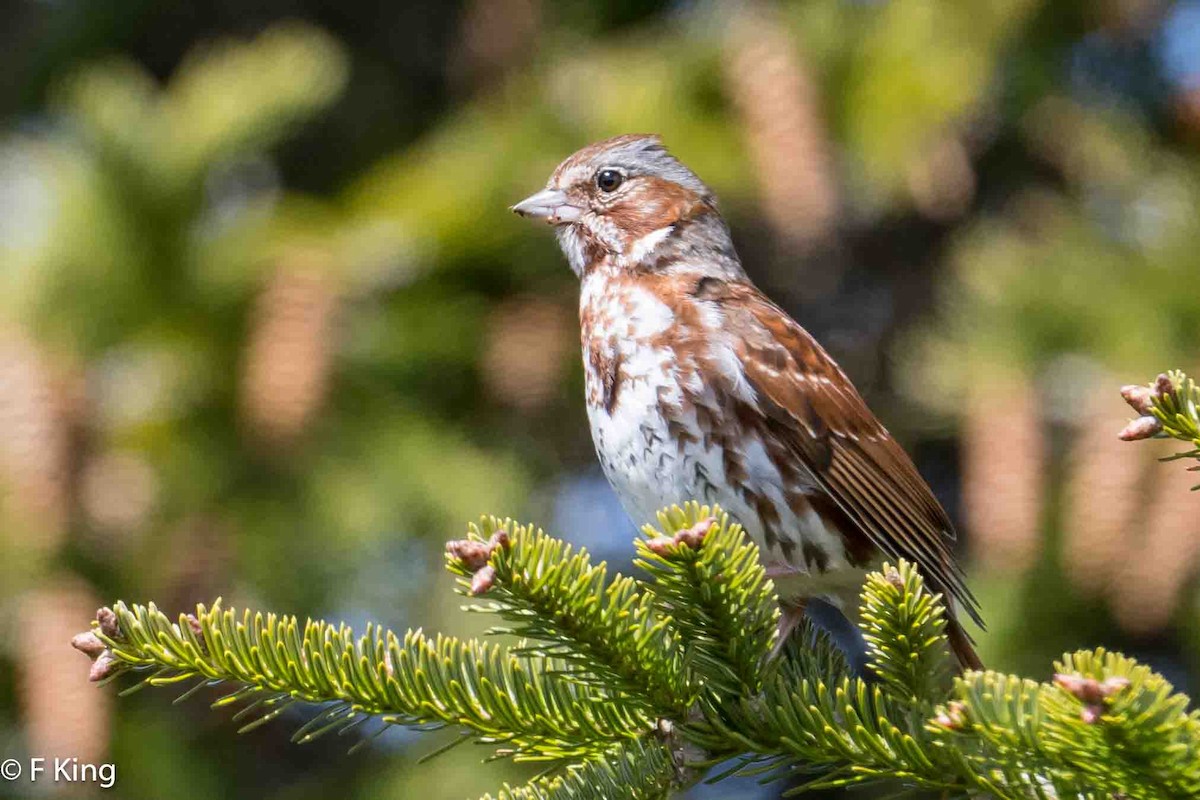 Fox Sparrow - Frank King