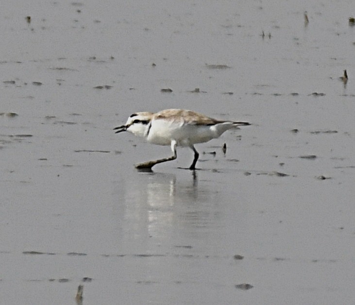 Snowy Plover - Glenn Wyatt