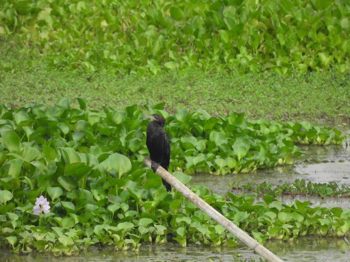 Little Cormorant - Pallab Saikia