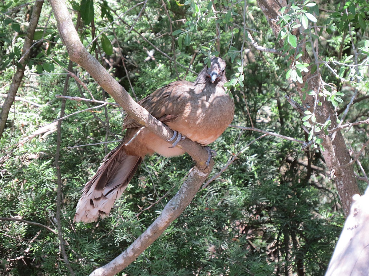 Plain Chachalaca - ML619441693