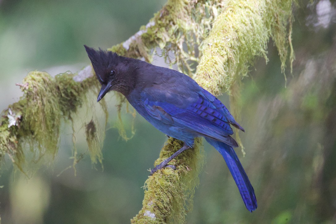 Steller's Jay - Gordon Atkins