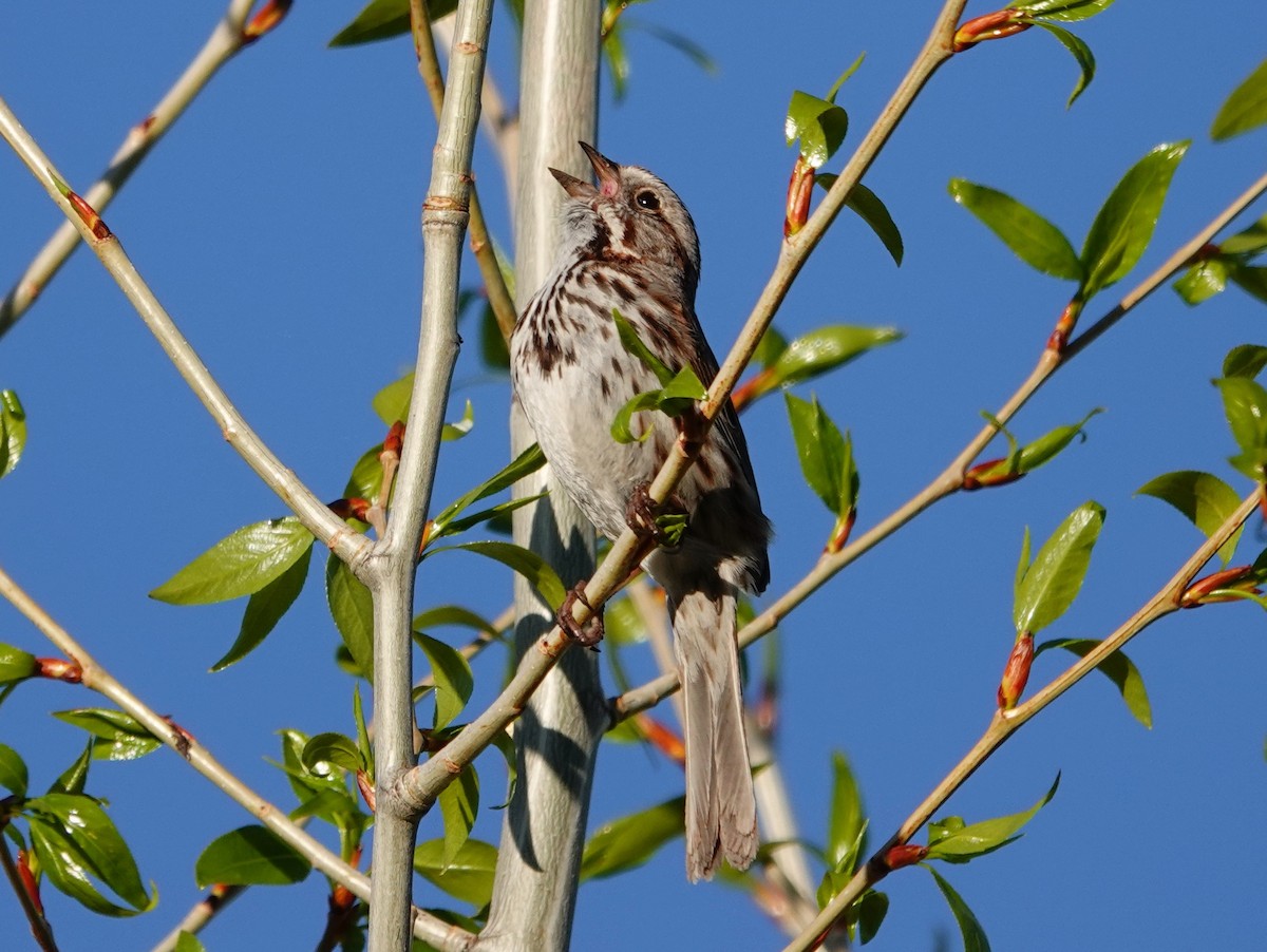 Song Sparrow - Whitney Mortimer