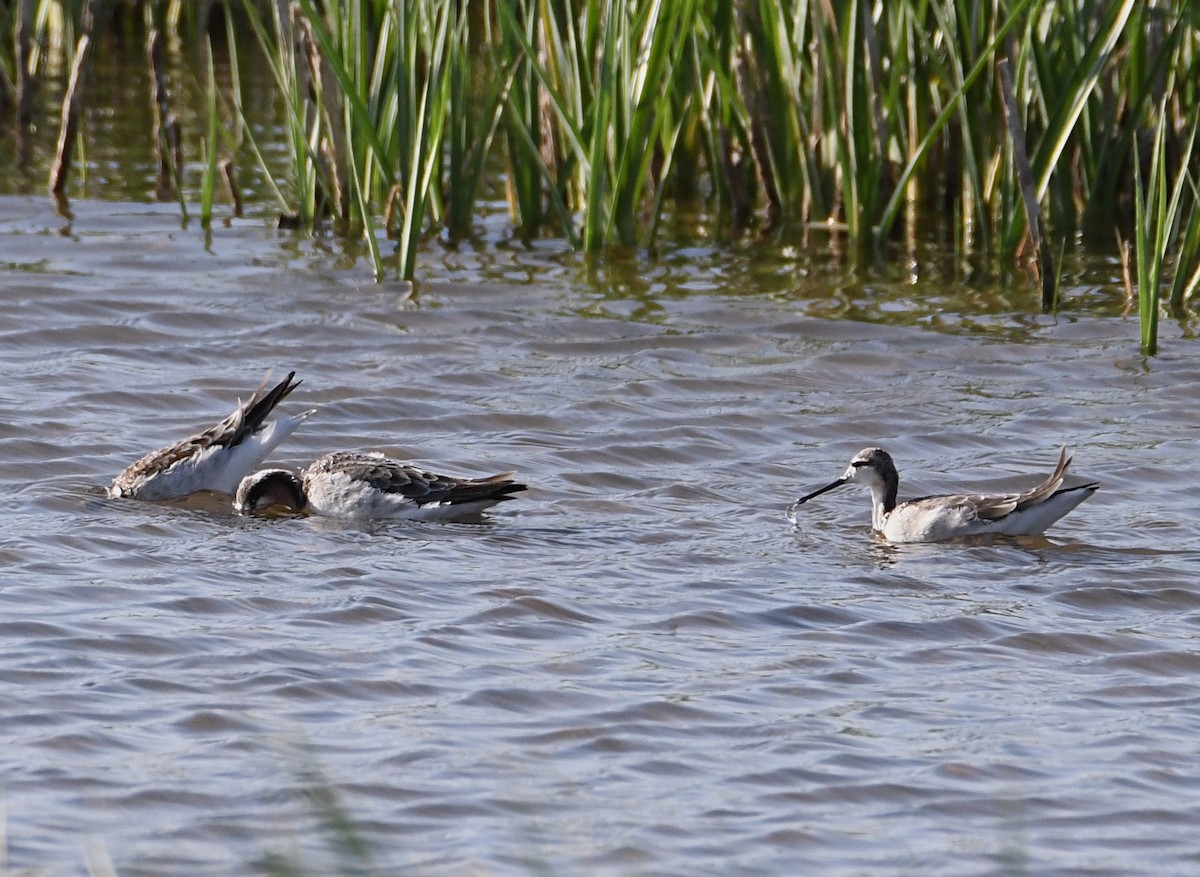 Wilson's Phalarope - Glenn Wyatt