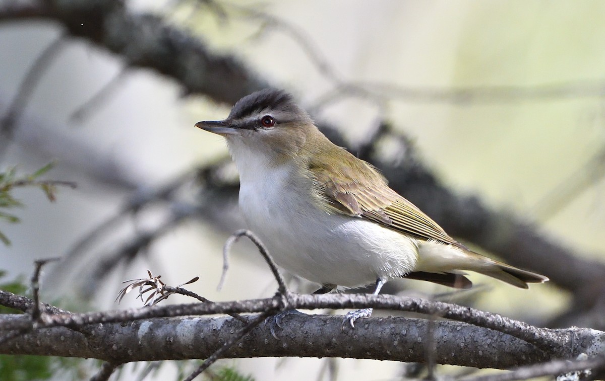 Red-eyed Vireo - Sylvain Dallaire