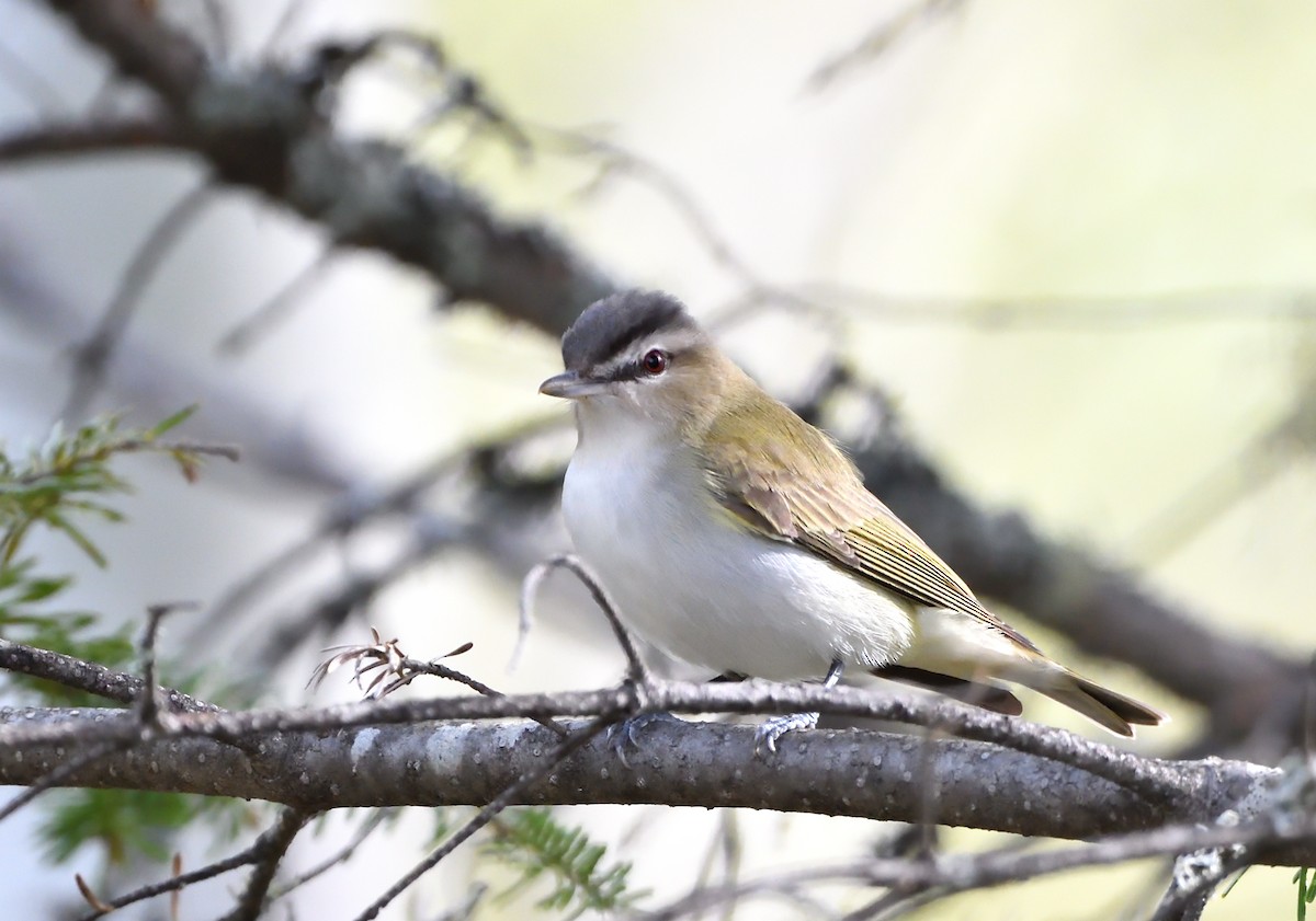 Red-eyed Vireo - Sylvain Dallaire