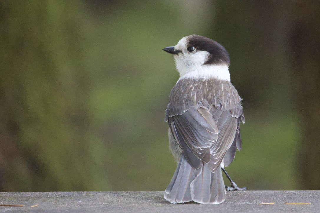 Canada Jay - Gordon Atkins