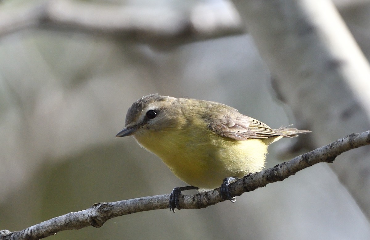 Philadelphia Vireo - Sylvain Dallaire