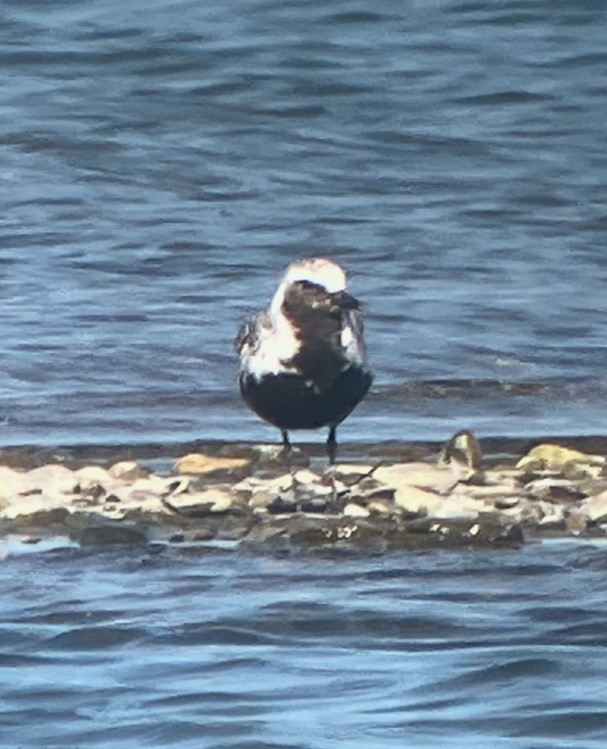 Black-bellied Plover - Kevin Packard