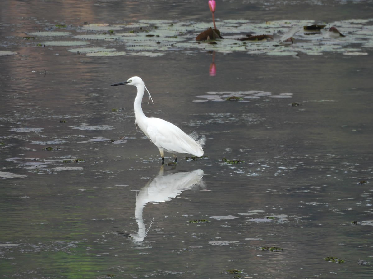 Little Egret - Pallab Saikia