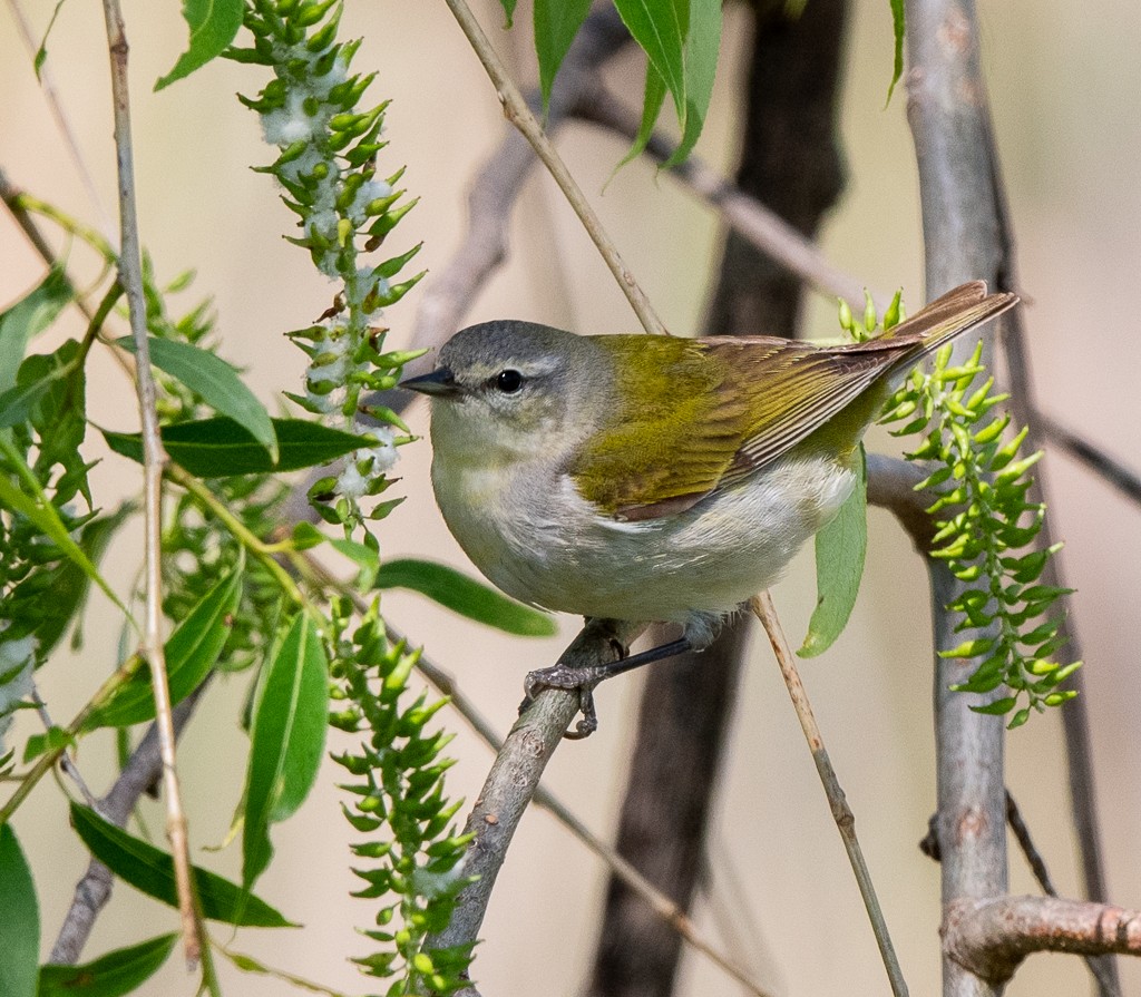 Tennessee Warbler - Kevin Rutherford